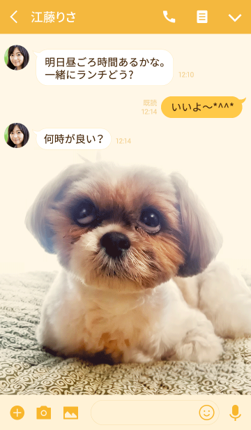 シーズー犬かぼす2 Line着せかえ 360円